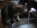 Izzo In the Sink Izzo In the Sink