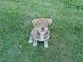 8 week old puppy playing 8 week old puppy playing
