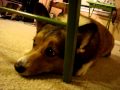 Butterball and Oreo Playing Under the Table