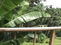 Panama Real Estate Bocas Del Toro Panama Real Estate Bocas Del Toro