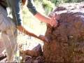 TarantulaInTexas.wmv