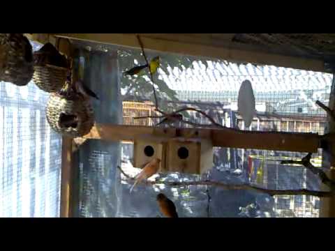 aviary - These birds are getting full exercise before breeding season. I have European Goldfinches, Green singer(Yellow-Front Canaries), Zipra Fiches, Society Finches...