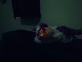 bad kitty