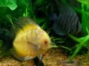 Aquario plantado com discus 
