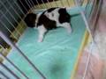 なにしてんのかな?(生後24日目)