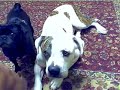 Dog Tricks !!!