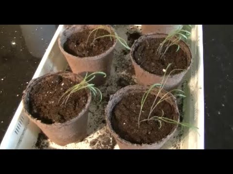 how to plant fennel