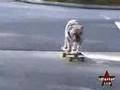 The best skate dog on the world!