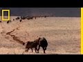 Hyenas on the Hunt