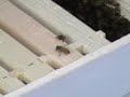Checking Queen Bee 5 days after installing Bee Package. Checking Queen Bee 5 days after installing Bee Package.