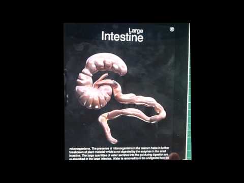 how to isolate mouse hypothalamus