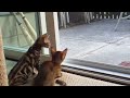 Kittens and squirrel in 1080p 30f