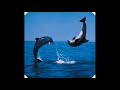 dolphins - world\