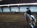 Haflinger Woest clubkampioen 2008