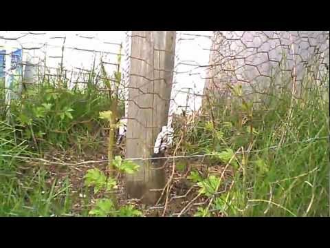 how to fertilize hops