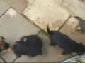 Border Terrier video