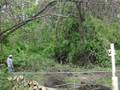 The Arborist