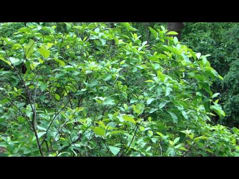 how to grow oenothera odorata