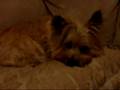 Ruby replies to Gizmo