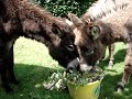 Eten wat de pot schaft. Donkeys eating roses. Eten wat de pot schaft. Donkeys eating roses.