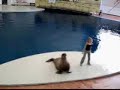 Foca