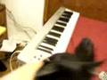 My-Cat