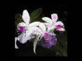 videos de Costa Rica Orchids