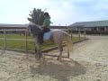 piaffe caballo español
