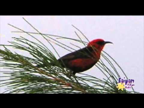Saipan,Tinian,Rota: Birds & Flowers- views