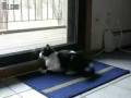 Kitten vs Squirrel