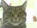 my-cat-Mausi-Mousy
