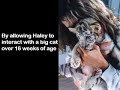 haleys act:end of animal tv shows contact with exotic cats?