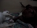 videos de Pitbull playing with cat