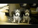 mystie : le sourrire