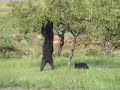 Mama Bear & 4 Cubs Mama Bear & 4 Cubs