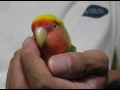 Lovebird?OPi ? Grinding teeth????????????????????? Lovebird?OPi ? Grinding teeth?????????????????????