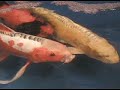 Cuddle Koi!