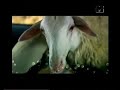 Sprite Ac?mas?z ger�ekler