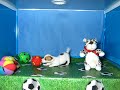 Jack Russell Terrier Macho COV REF:172 12