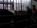 videos de velage  veau en posterieur