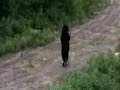 I don't know anything about this video, such as where it was taken, as it was E-mailed to me, but it pretty much speakes for itself. A three legged bear with cub adapting.