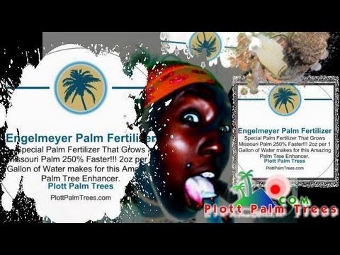 how to fertilize moringa