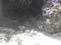 videos de Serpente do Mar - Aquário Marinho UCB II