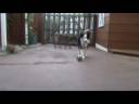 Enzo Soccer Mad Border Collie
