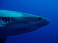 Reef Shark Turks and Caicos