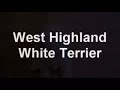 West Highland White Terrier Puppy West Highland White Terrier