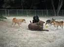 RAN DOG ドックラン