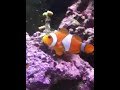 Saltwater Shrimp Sweet and Swank Shimmy