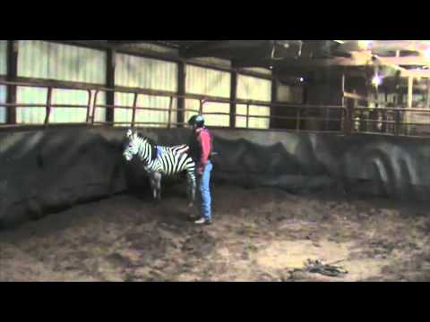 how to train a zebra
