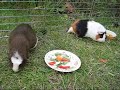 Guinea Pig Squeekie's 6th Birthday Picnic